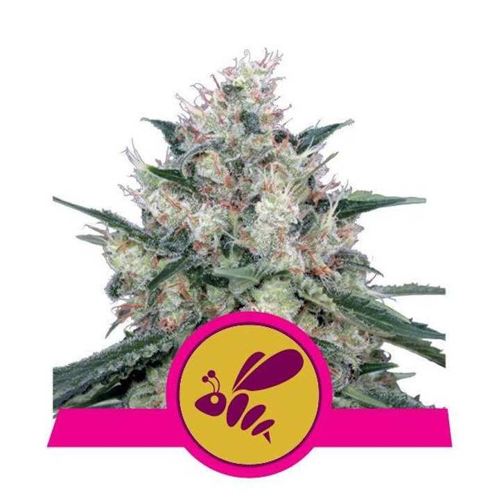 Honey Cream - Fast Flowering (Royal Queen Seeds)