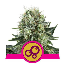 Bubble Kush (Royal Queen Seeds)