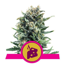 Blue Cheese (Royal Queen Seeds)