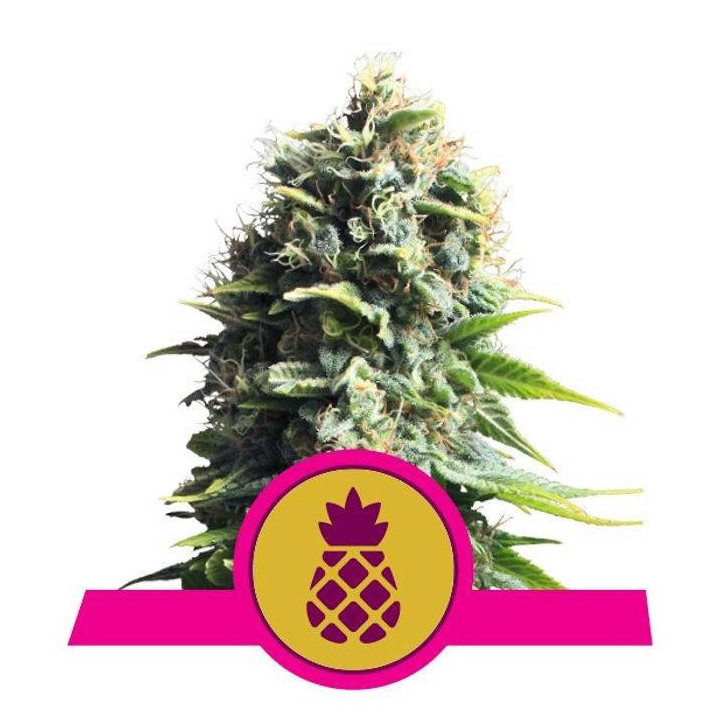 Pineapple Kush (Royal Queen Seeds)