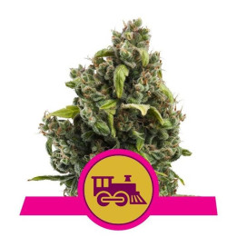 Candy Kush Express - Fast Flowering (Royal Queen Seeds)