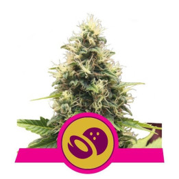 Somango XL (Royal Queen Seeds)