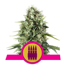 Royal AK (Royal Queen Seeds)