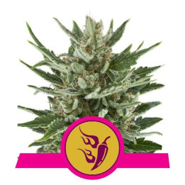 Speedy Chile - Fast Flowering (Royal Queen Seeds)