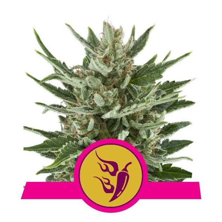 Speedy Chile - Fast Flowering (Royal Queen Seeds)