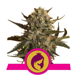 Royal Madre (Royal Queen Seeds)