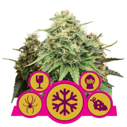 Mix Feminizadas (Royal Queen Seeds)