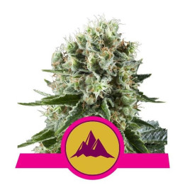 Critical Kush (Royal Queen Seeds)