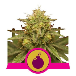 Royal Domina (Royal Queen Seeds)