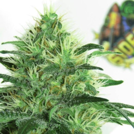 Sideral (Ripper Seeds)