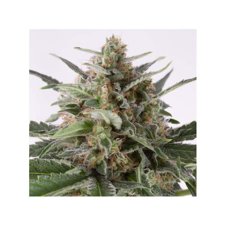 Critical + Auto (Dinafem)