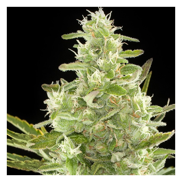 Critical + Auto (Dinafem)