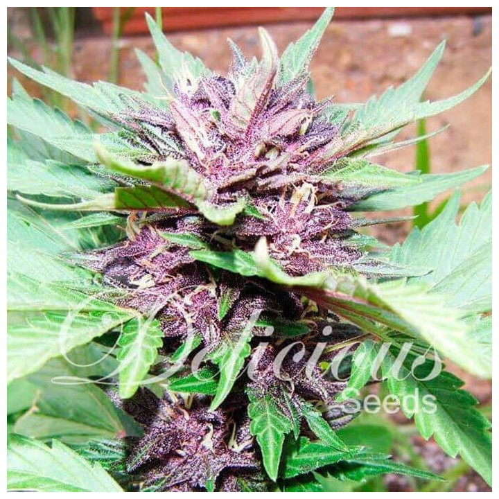Auto Dark Purple (Delicious Seeds)
