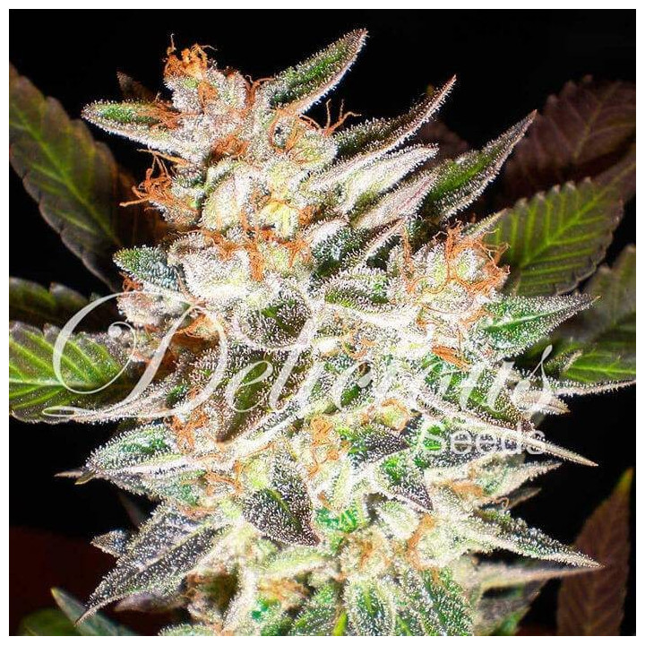 Delicious Candy Auto (Delicious Seeds)