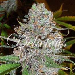 La Diva (Delicious Seeds)