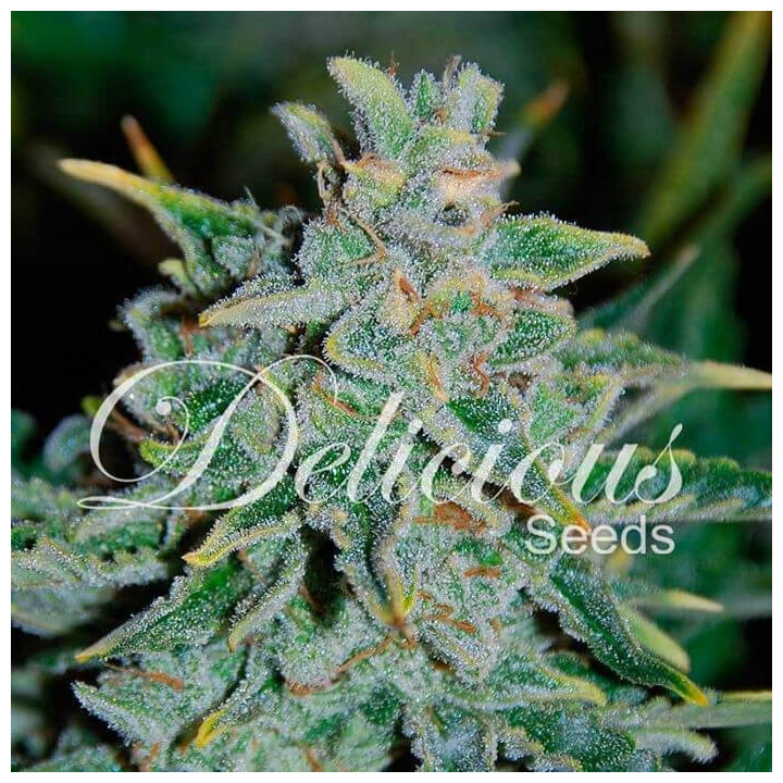 Northern Light Blue Auto (Delicious Seeds)