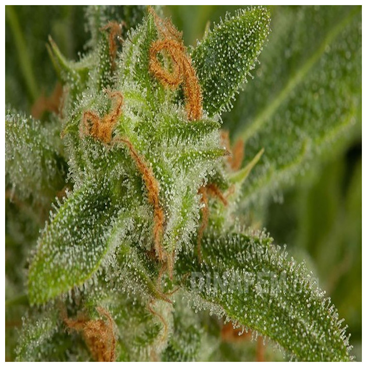 Critical + Auto (Dinafem)