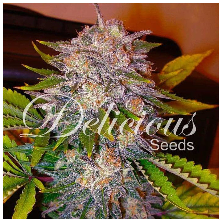 Caramelo (Delicious Seeds)