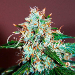 Critical Neville Haze (Delicious Seeds)