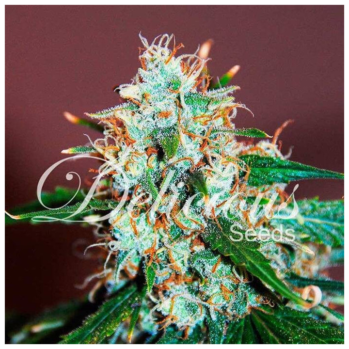 Critical Neville Haze (Delicious Seeds)