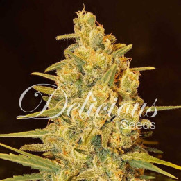 Critical Sensi Star (Delicious Seeds)