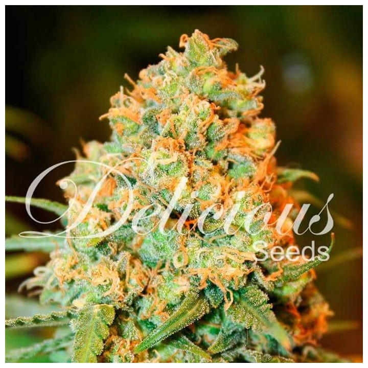 Critical Super Silver Haze (Delicious Seeds)