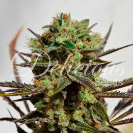 Delicious Candy (Delicious Seeds)
