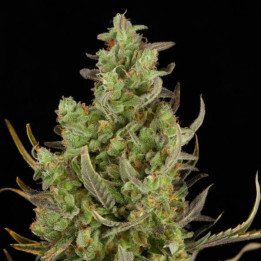 Critical + Auto (Dinafem)