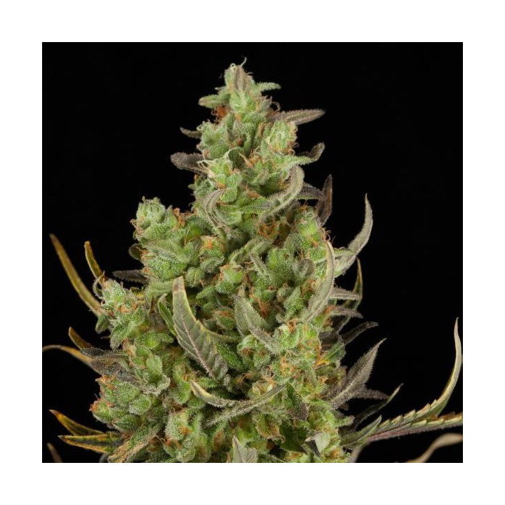 Critical + Auto (Dinafem)