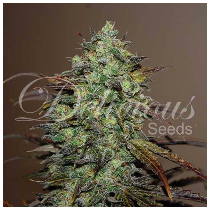 Eleven Roses (Delicious Seeds)