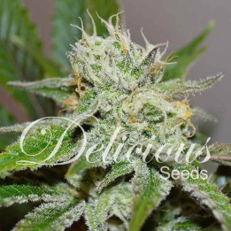 Juan Herer (Delicious Seeds)