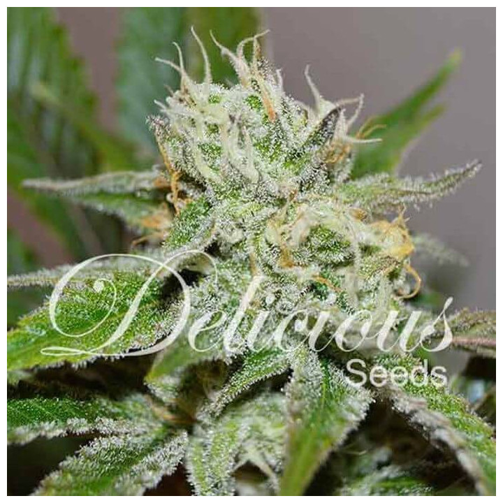 Juan Herer (Delicious Seeds)