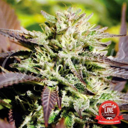 Caramelo Regular (Delicious Seeds)