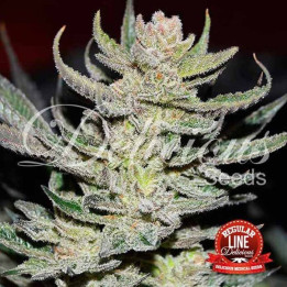 Desconocida Kush Regular (Delicious Seeds)
