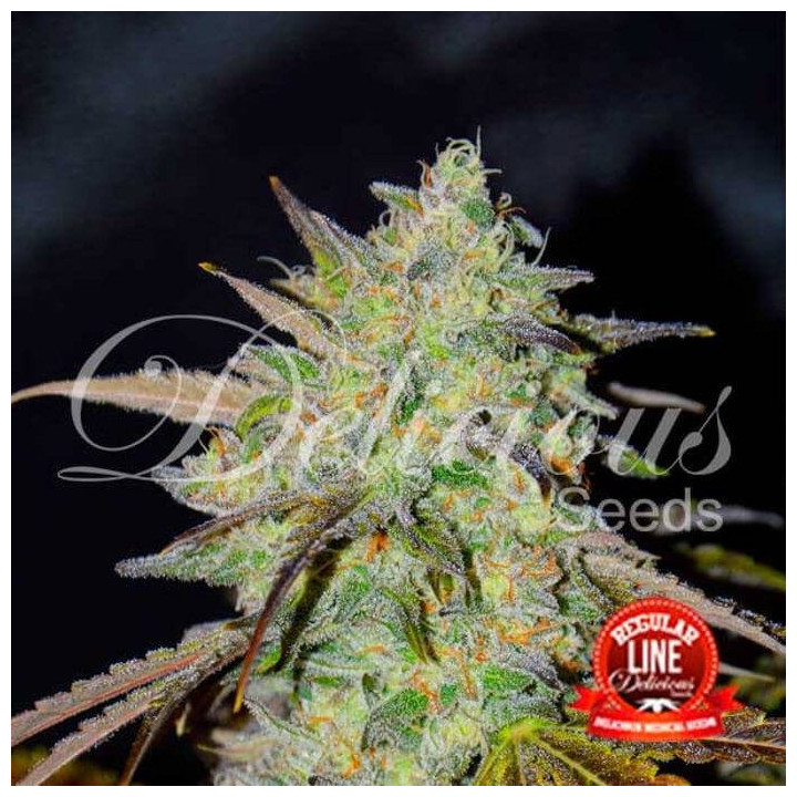 Marmalate Regular (Delicious Seeds)