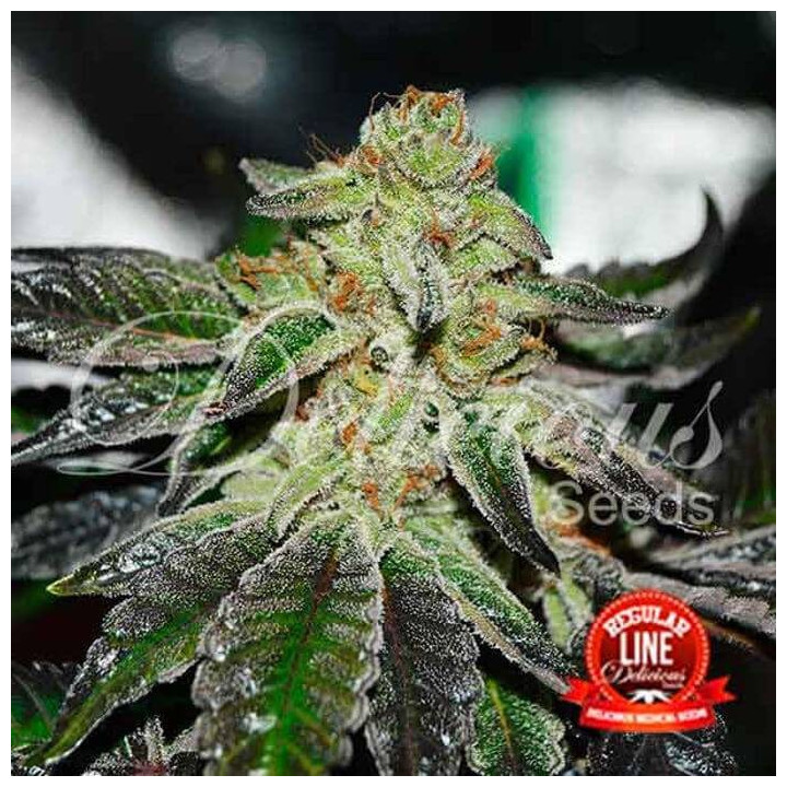 Original Juan Herer Regular (Delicious Seeds)