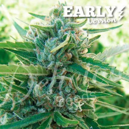 Sugar Black Rose F1 (Delicious Seeds)