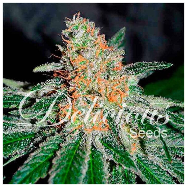 CBD Jam (Delicious Seeds)