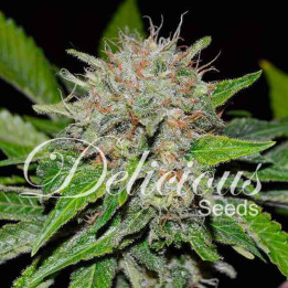 Deep Mandarine (Delicious Seeds)