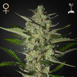 Flowerbomb Kush (Strain Hunters)