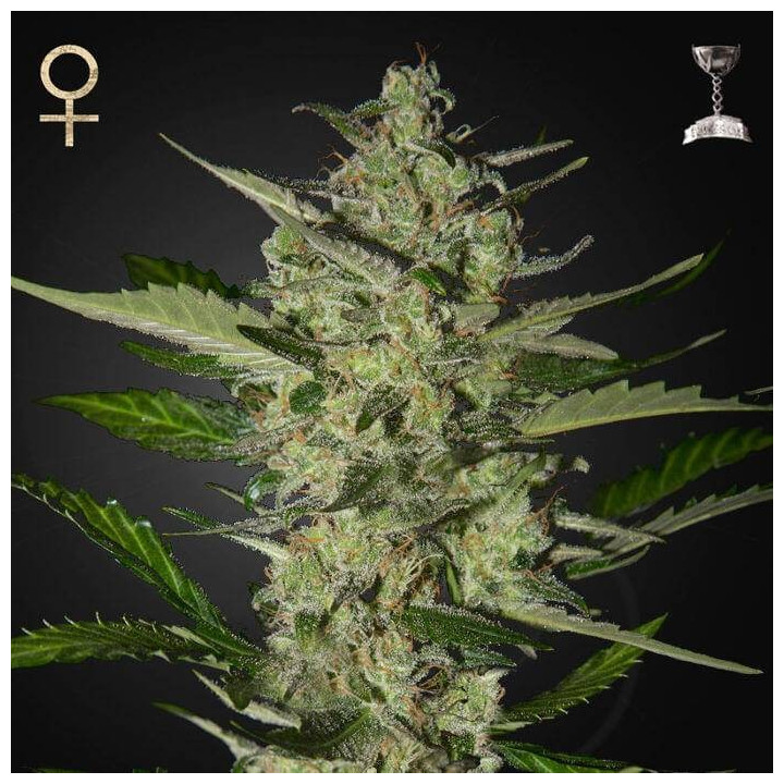 Flowerbomb Kush (Strain Hunters)
