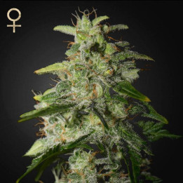 Money Maker (Strain Hunters)