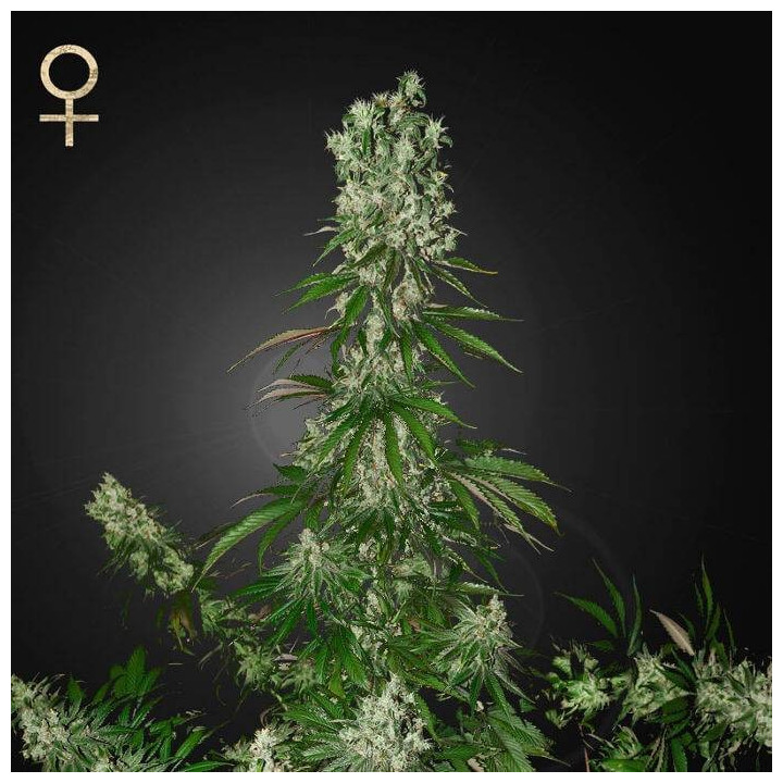 White Strawberry Skunk (Strain Hunters)