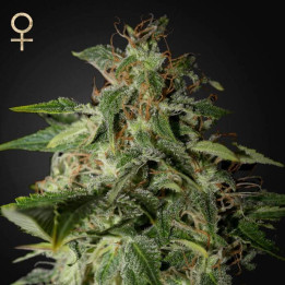 Afgooey (Strain Hunters)