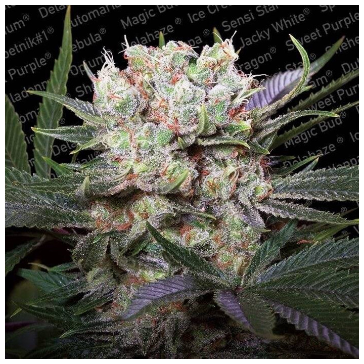 California Gold (Paradise Seeds)