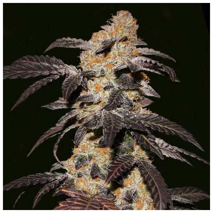 French Cookies (TH Seeds)
