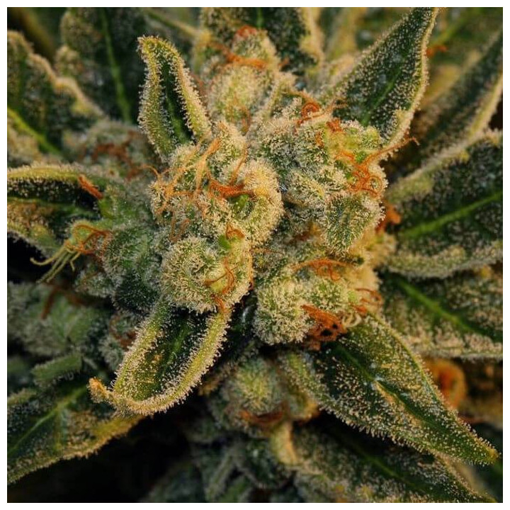 Bubblegum (TH Seeds)