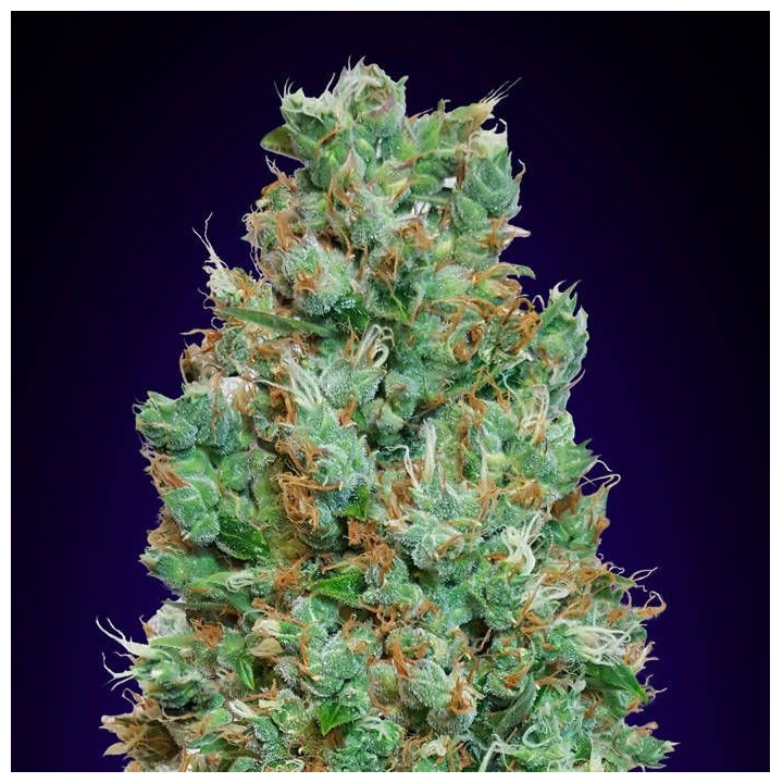 Auto Blueberry (00 Seeds)