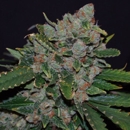 M.O.B. (TH Seeds)