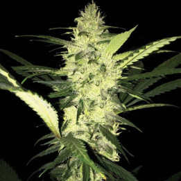 LA S.A.G.E. (TH Seeds)